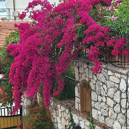 Olive Φετιγιέ